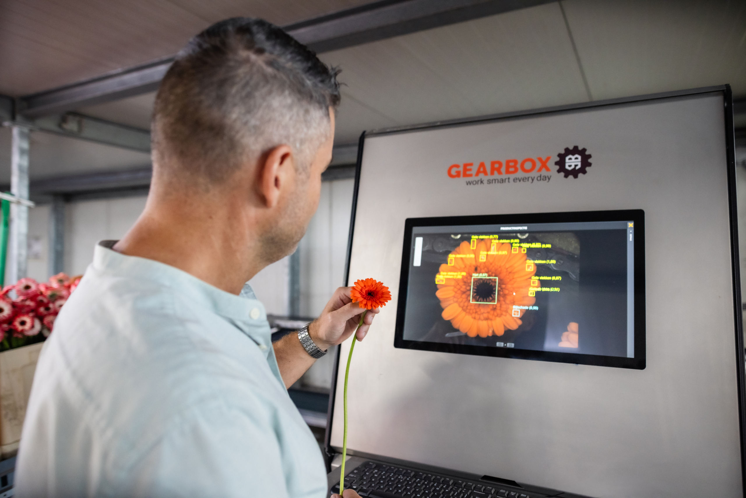 GB_EasyX_gerbera_LGFlowers_06_Arnold van der Meulen