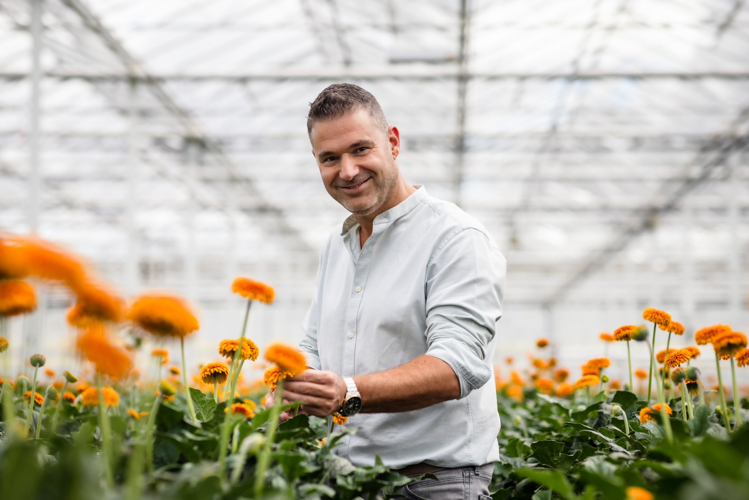 GB_EasyX_gerbera_LGFlowers_10_Arnold van der Meulen